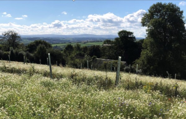 A wildflower meadow and staked saplings.